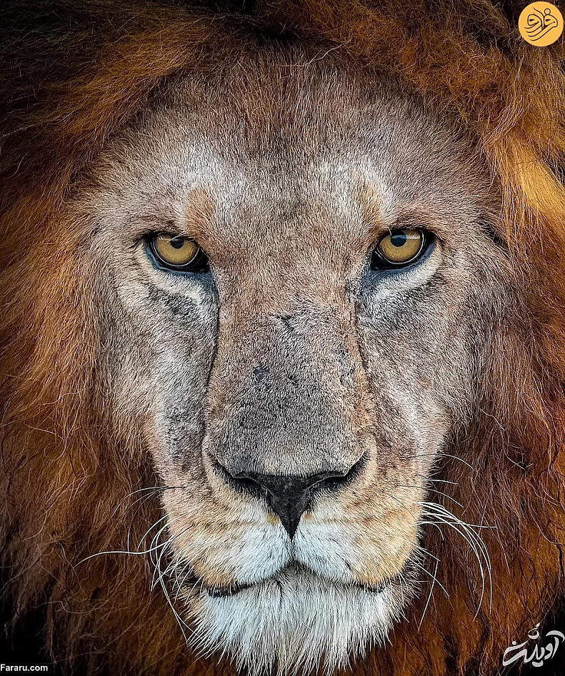 (تصاویر) (تصاویر)